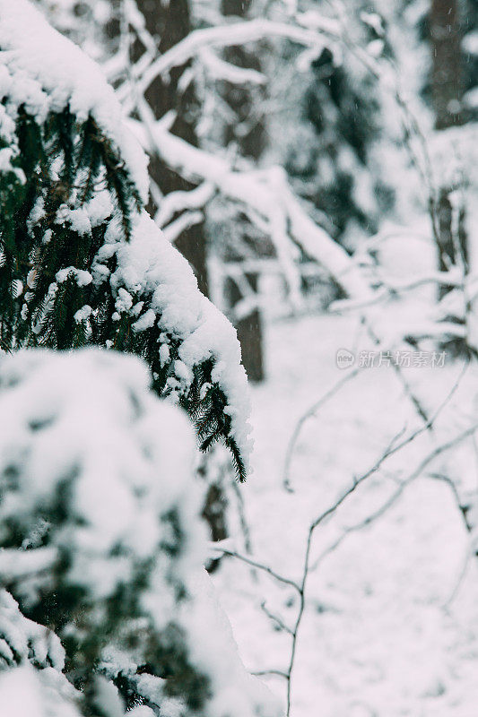 神奇的雪覆盖了树木。美丽的冬天的风景