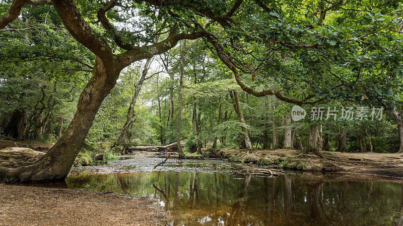南安普顿附近新森林自然公园的河流(英国，英国)
