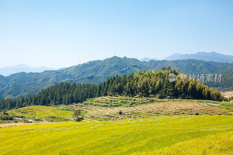 美丽的梯田景观