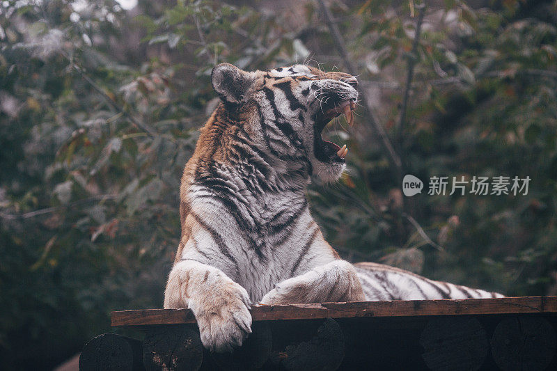 老虎，老虎躺在绿色的灌木丛的背景上