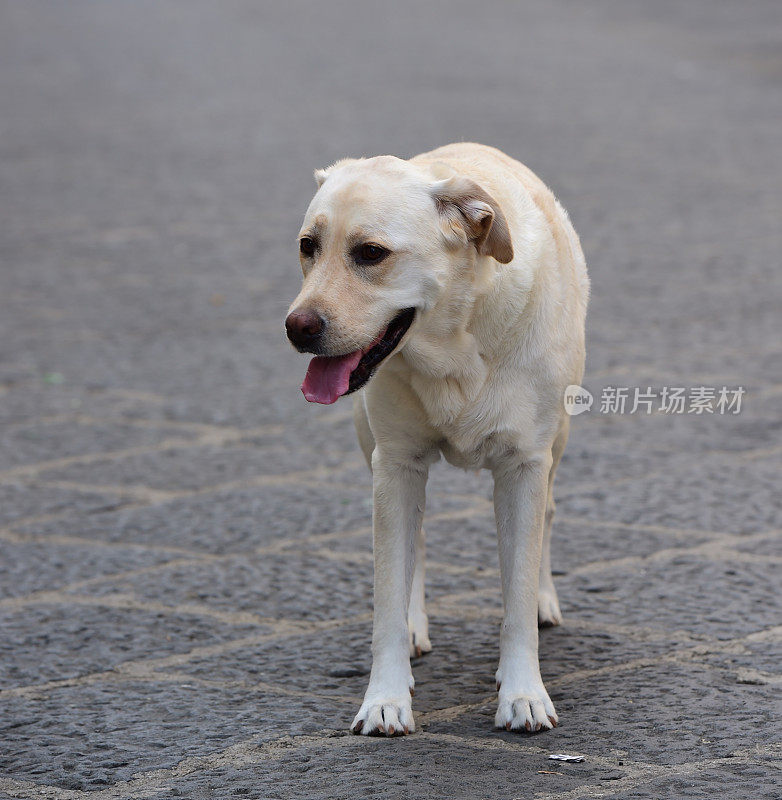 西西里的拉布拉多寻回犬