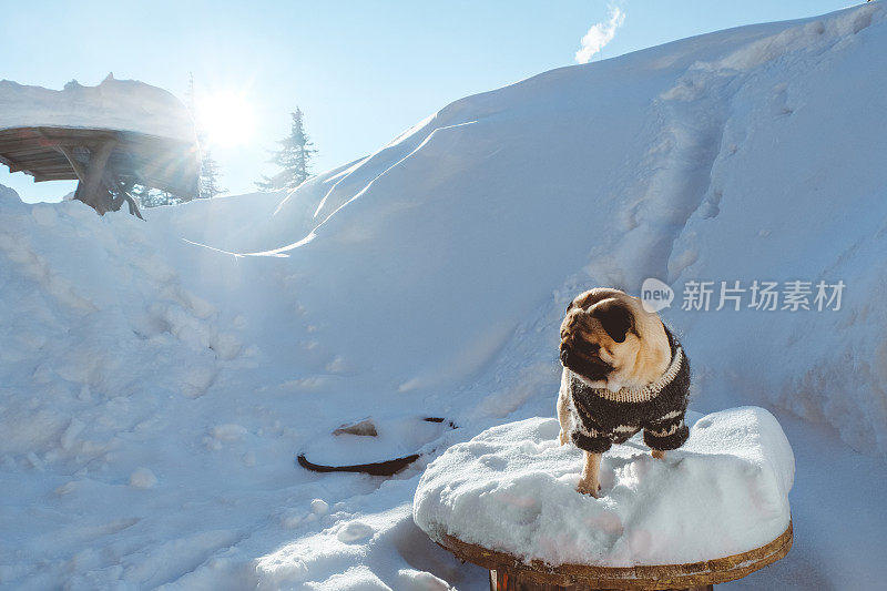 日出时分，狗在满是积雪的冬季山上散步