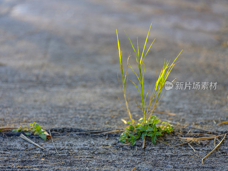 草根已经在混凝土道路的裂缝中生根。