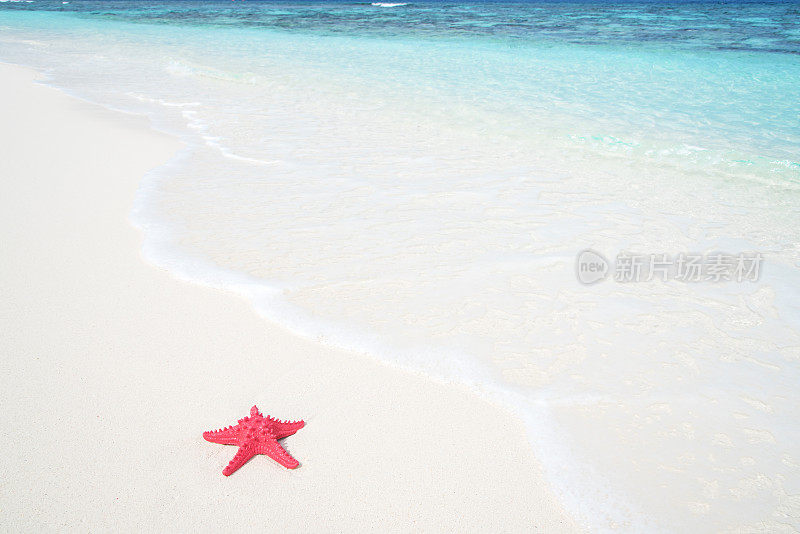 夏季海滩海星和热带海洋背景