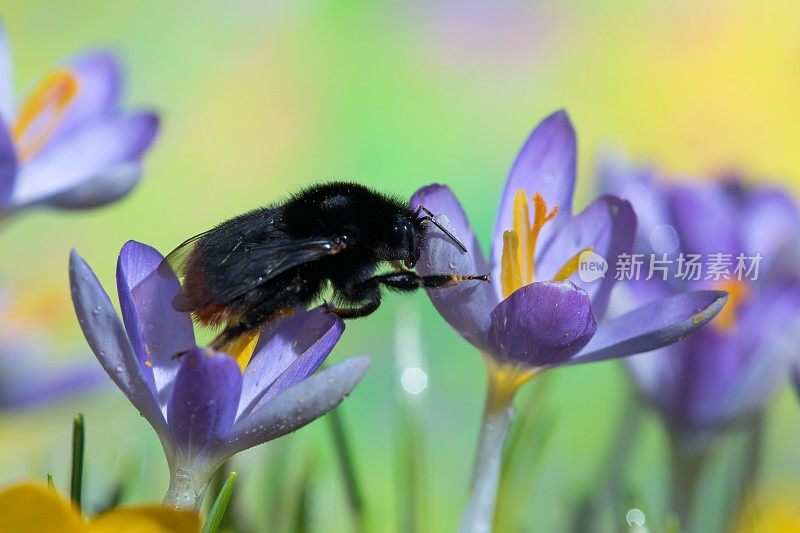 大黄蜂在番红花上