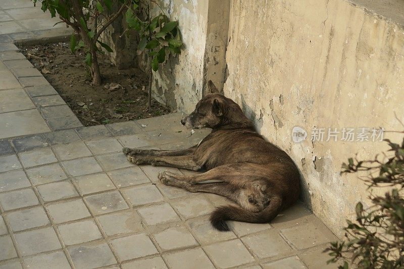 印度街头悲伤的流浪狗，无家可归的杂种狗在睡觉