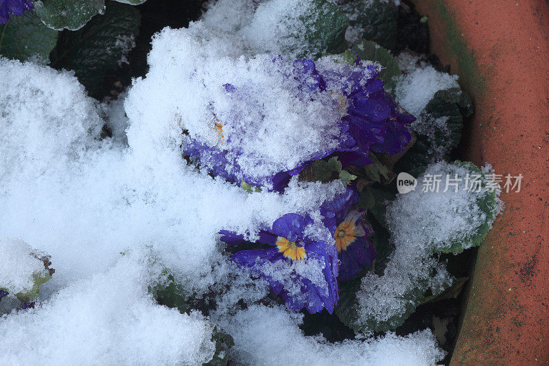 雪的花