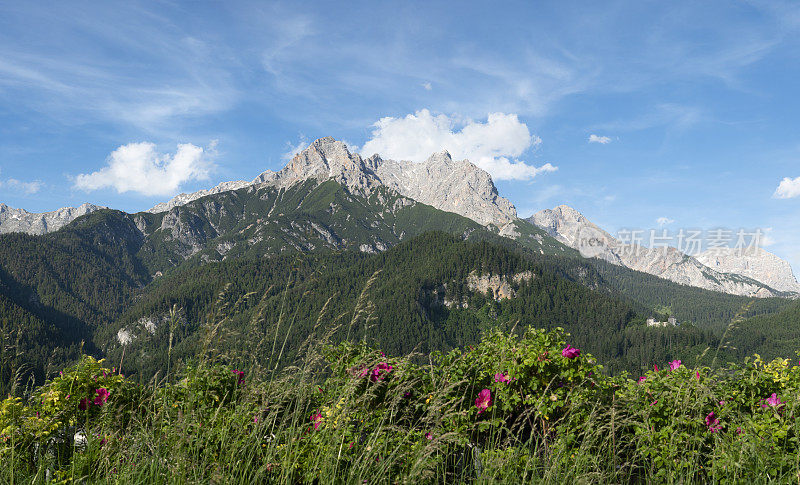 奥地利阿尔卑斯山脉的Hochkoenig和野花(pano)