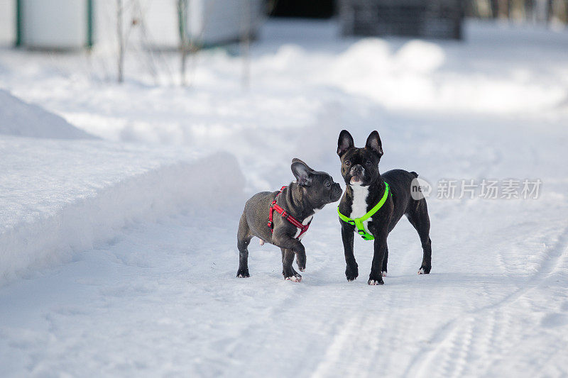 雪地里的狗