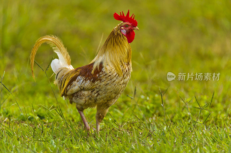 夏威夷考艾岛