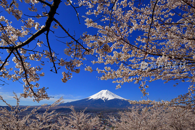 富士山和樱花:从荒山森根公园，富士吉田