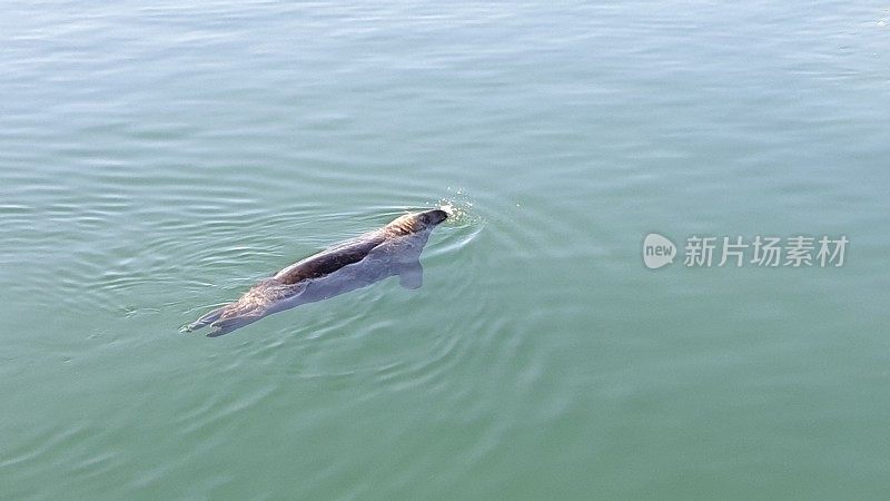 港海豹