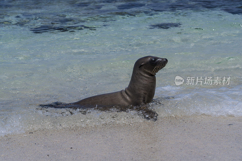 加拉帕戈斯群岛的海狮