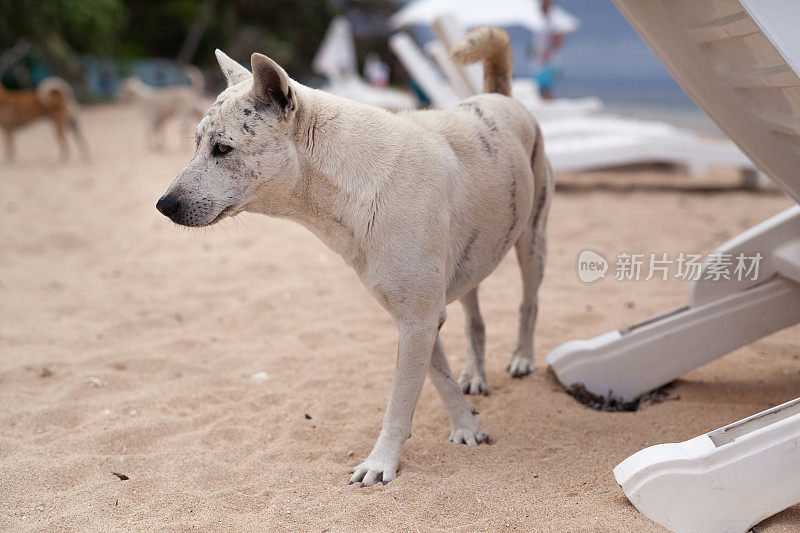 巴厘岛萨努尔海滩上无家可归的流浪狗