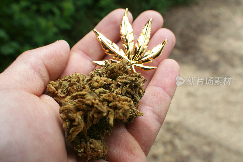 医用大麻手芽与黄金大麻叶高品质