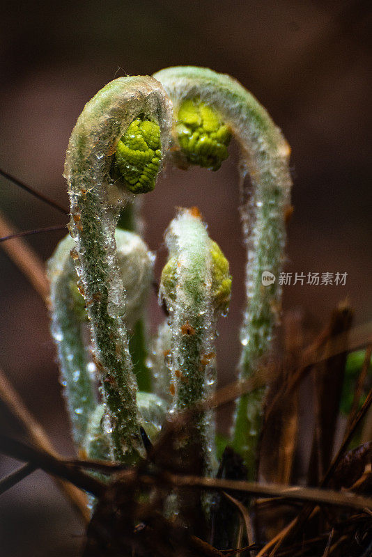 馥香,小提琴的头