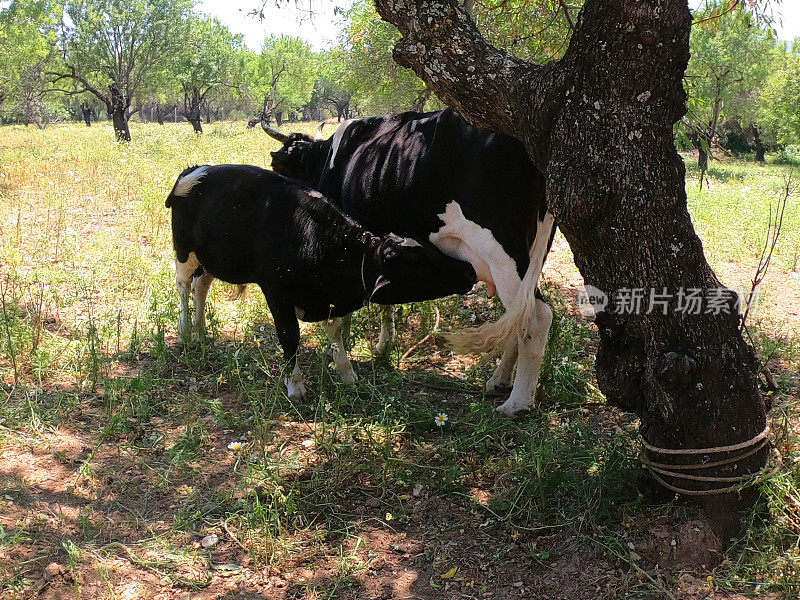 小海豚在吮吸妈妈的奶