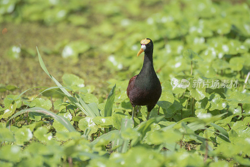 北水雉