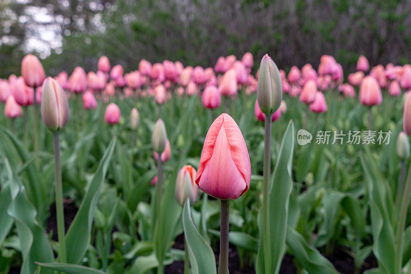 加拿大郁金香节在雅克卡地亚公园，渥太华，加拿大