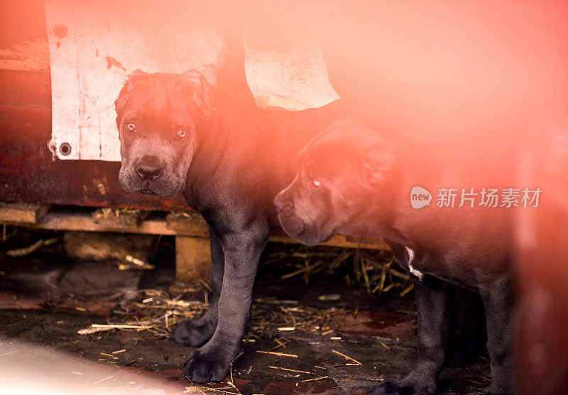 两个可爱的银灰色意大利獒犬的肖像