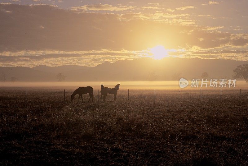 日出时有马和雾的乡村景象