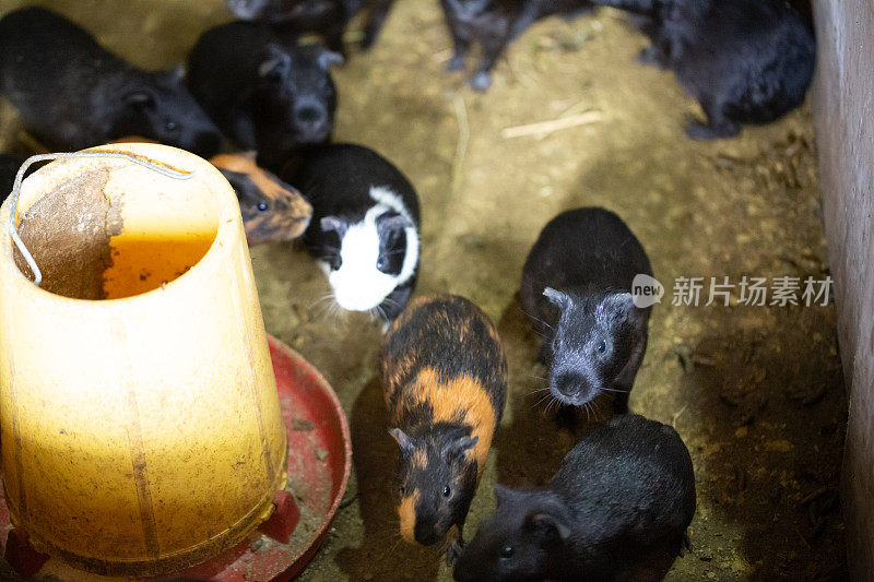 豚鼠由农民喂养