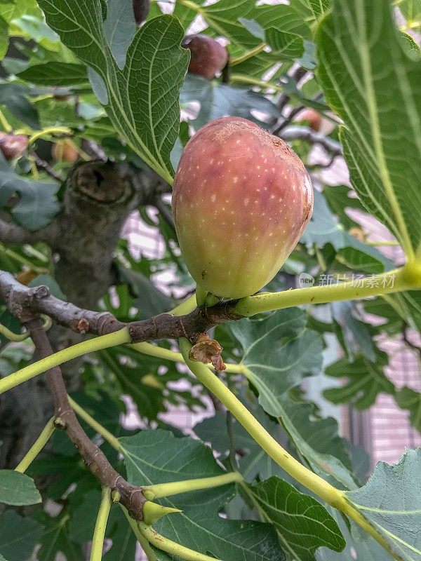 无花果树上的果实