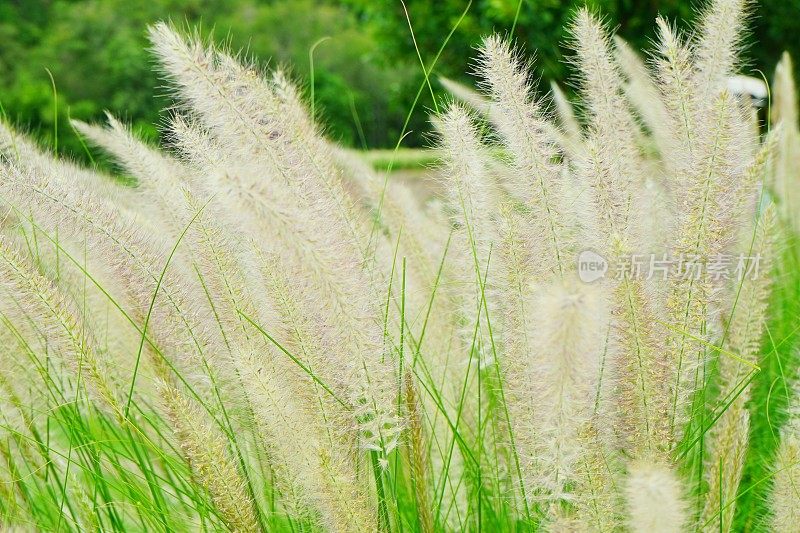 让阳光照耀田野