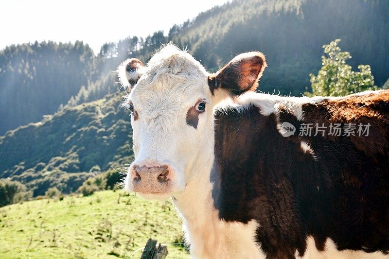 乡村场景中的牛