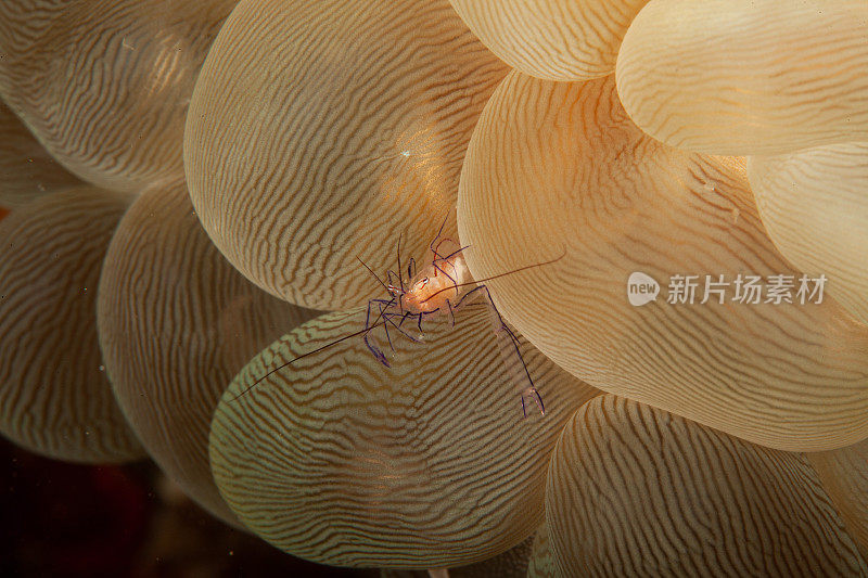 热带水族馆，热带水域海葵大近距离触须