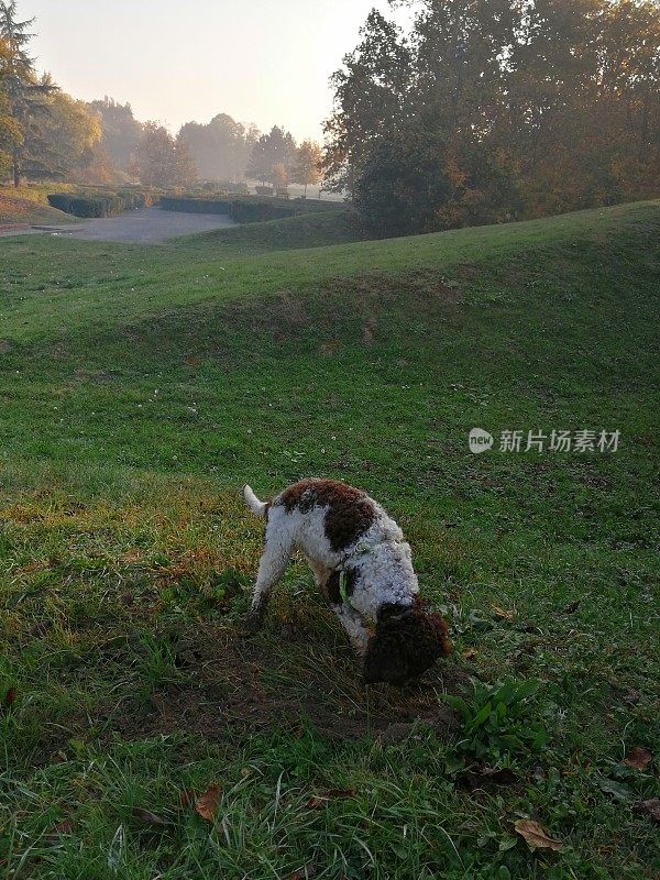 小狗清晨在公园散步