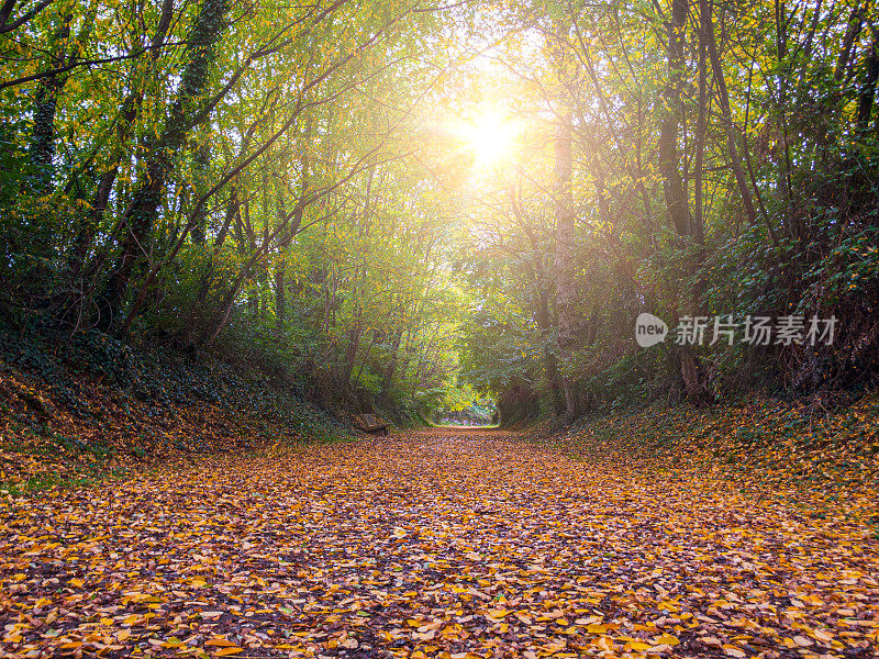 秋天，美丽的乡间小路被树叶覆盖着