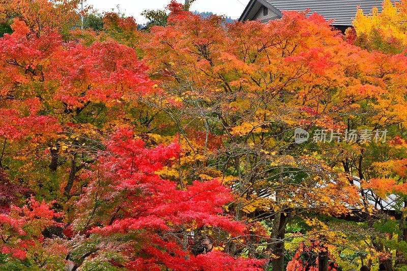 青森县黑石的中野百山公园秋叶