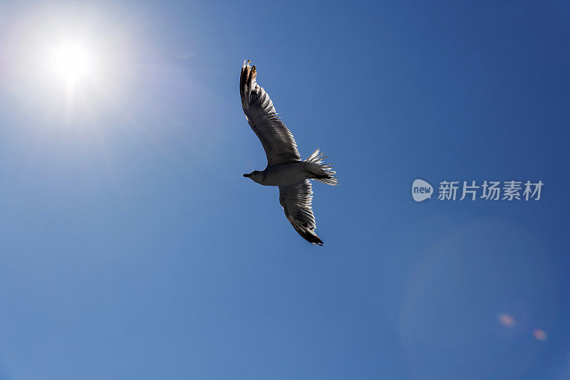 一只白色的海鸥在希腊的蓝天上飞翔