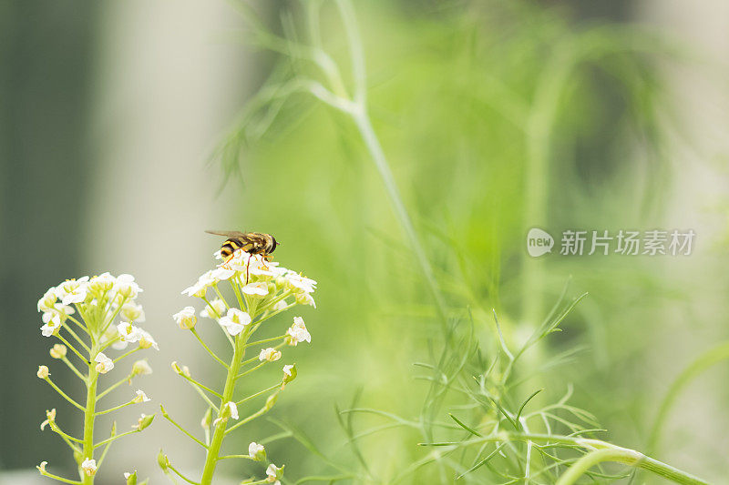 食蚜蝇在石蒜花植物上