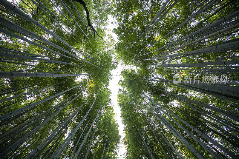 京都竹林