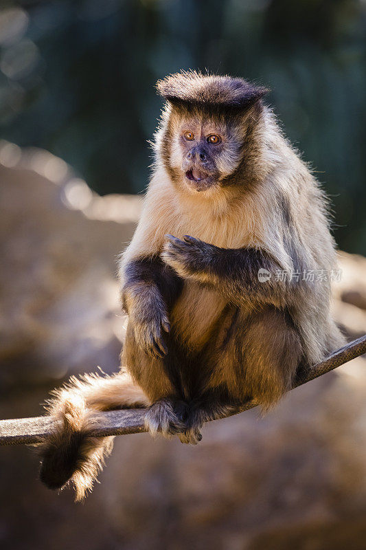 Sapajus卷尾猴，坐在树枝上，看一些东西-潘塔纳尔，巴西