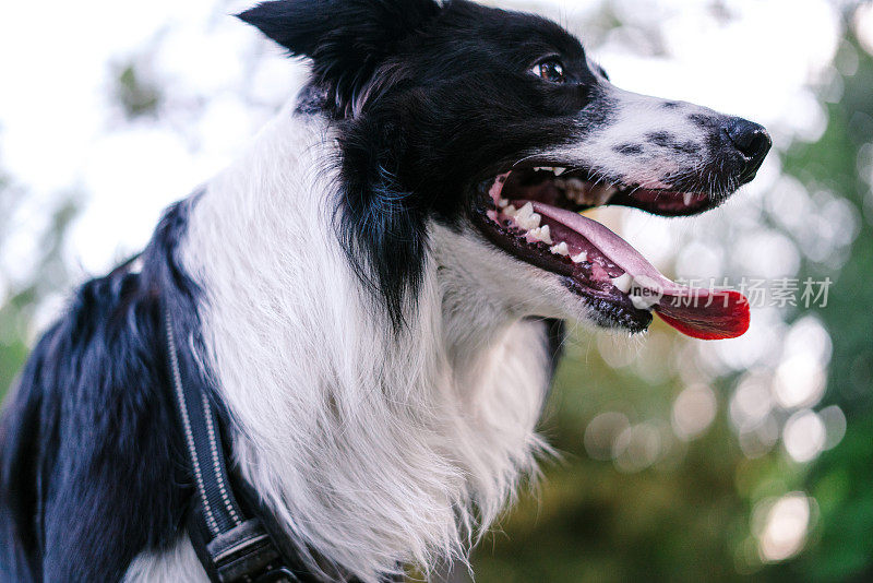 边境牧羊犬在户外