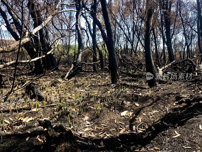 被烧毁的新南威尔士州海岸森林灌丛火灾后