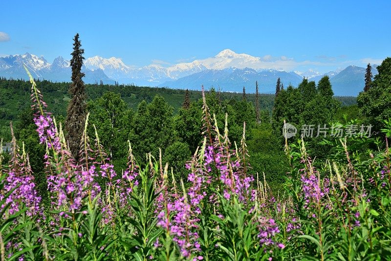 迪纳利的南侧景色和Fireweed