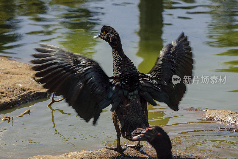 有角的尖声黑鸟展开翅膀-潘塔纳尔湿地，巴西
