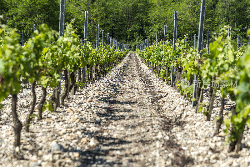 基安蒂葡萄酒产区连绵起伏的托斯卡纳葡萄园
