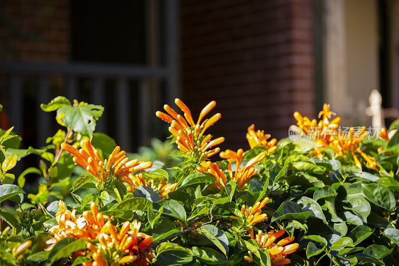 橙花喇叭藤花，美丽的自然背景与复制空间