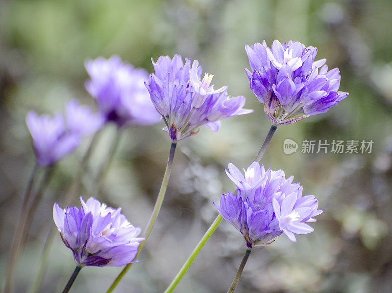 蓝色阴茎，头状双刺