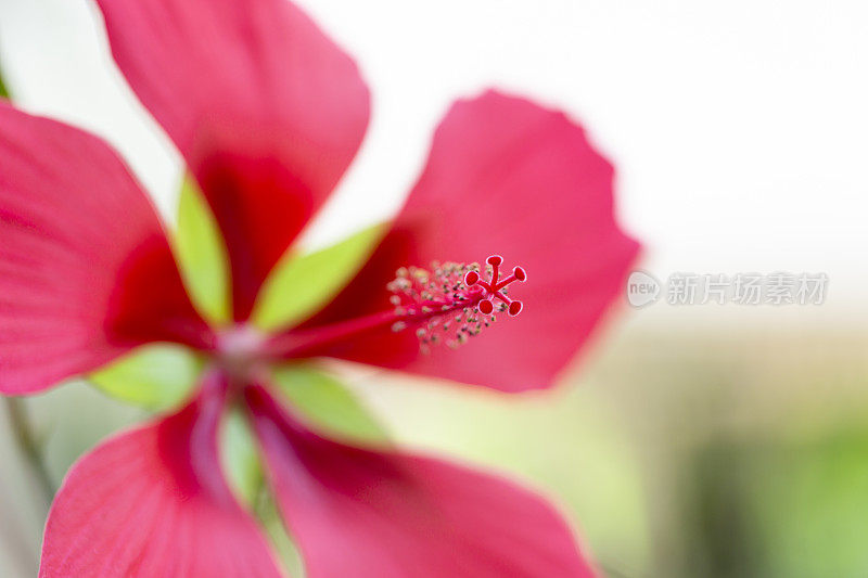 大红芙蓉花雌蕊，自然背景与复制空间