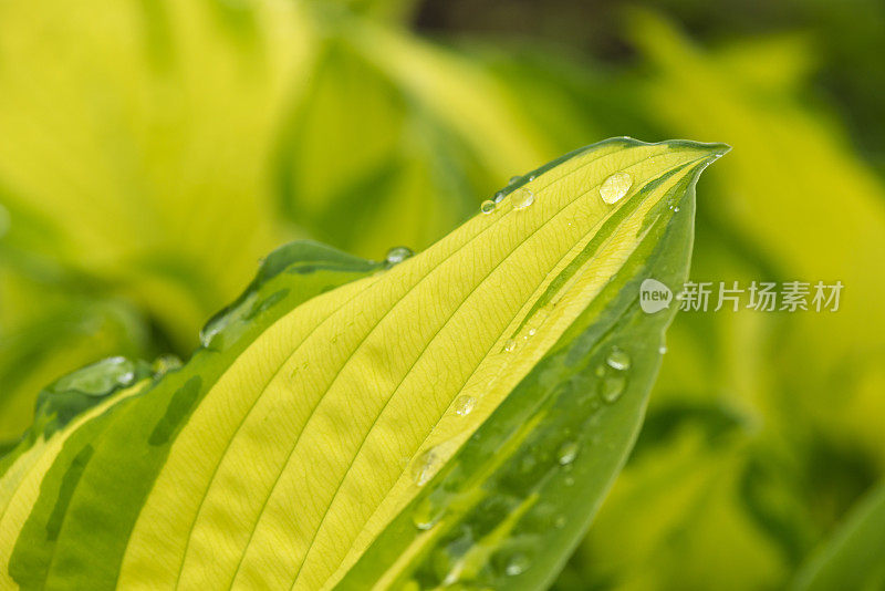 年轻的叶玉簪属草本植物。雨中植物的叶子