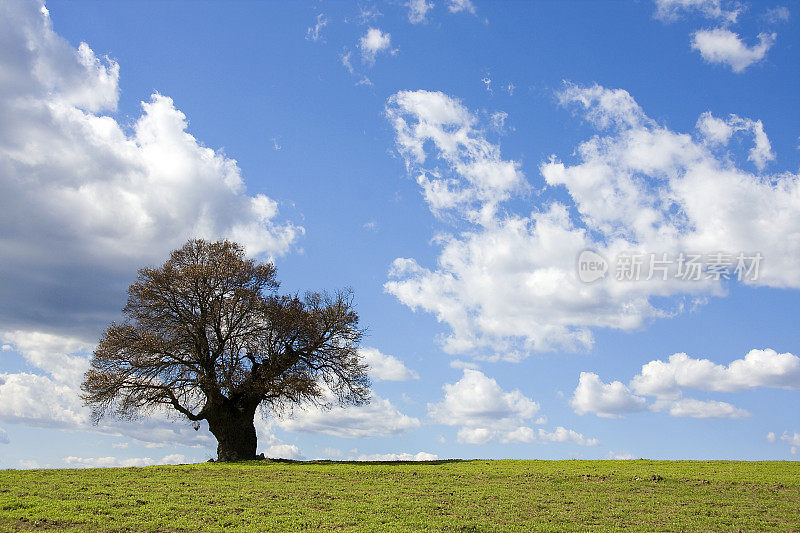 田野里有一棵树，蓝天白云