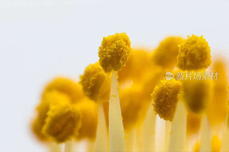 花雌蕊特写在白色的背景