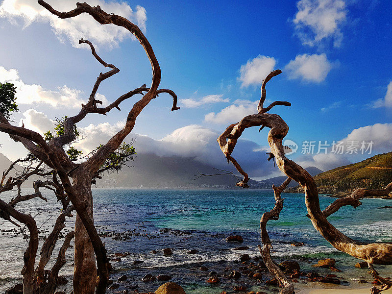 海风蹂躏的树枝靠近海洋，风暴正在酝酿