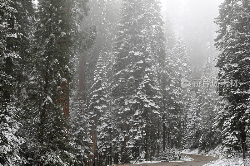 雪山红杉林